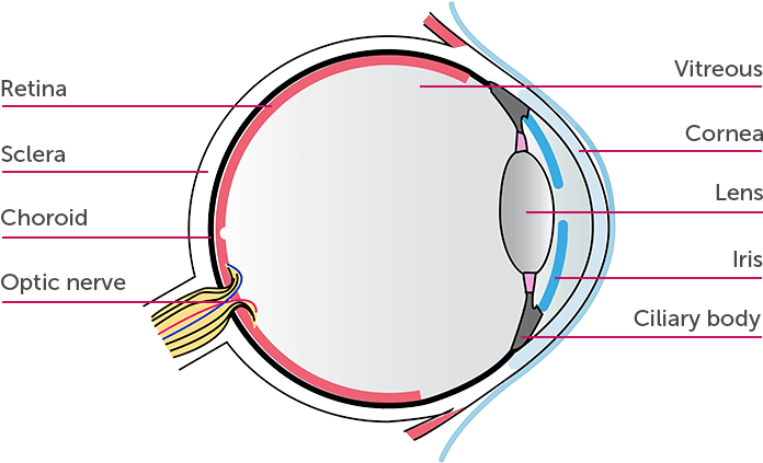 Parts Of The Eye - Circle (750x422), Png Download