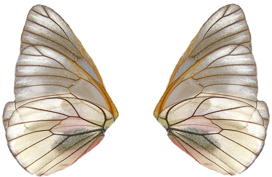 Share This Image - Fairy Wings Png (922x600), Png Download