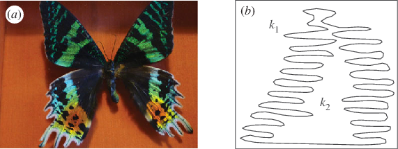 Morpho Butterfly Wings In - Morpho (571x215), Png Download