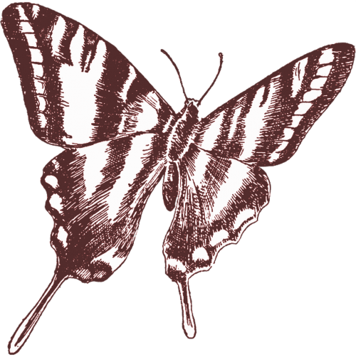 Kimberly Allen - Butterfly On Print 2 (500x502), Png Download