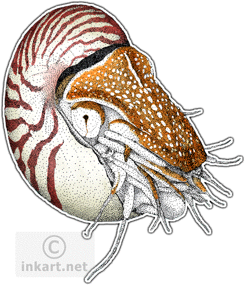 Chambered Nautilus (499x580), Png Download