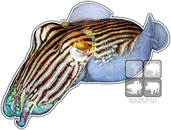 Striped Pyjama Squid - Pajamas (590x450), Png Download