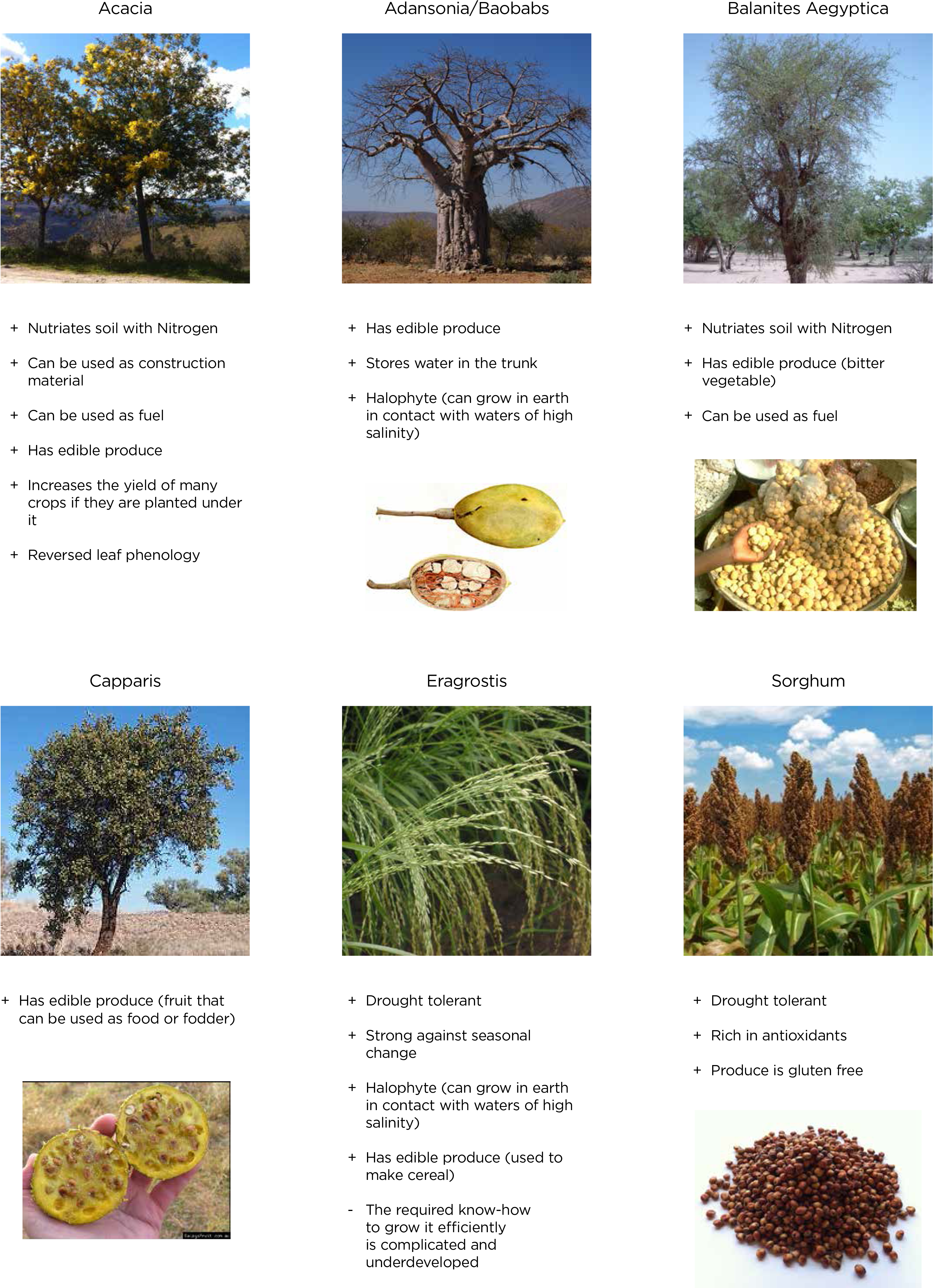 Desert Vegetation - Trends And Opportunities In The Production, Processing (3220x4452), Png Download