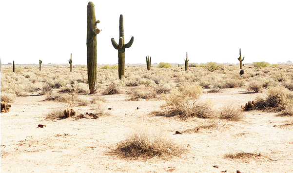Desert Png Transparent Image - Photography (600x562), Png Download