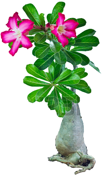 Cycad - Desert Rose (344x398), Png Download