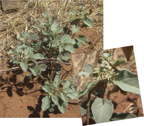 Leatherweed This Plant Was Traditionally Cooked As - Chihuahuan Desert Plant Species (500x435), Png Download