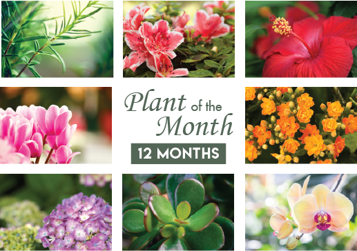 Plant Of The Month (517x364), Png Download