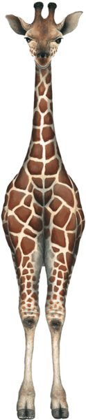 Baby Giraffe Jungle Wall Decal Sticker - Walls Of The Wild Giraffe (600x600), Png Download