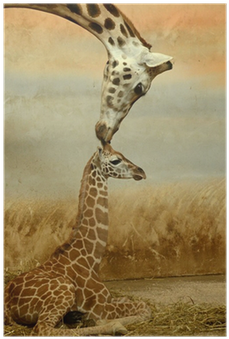 Baby Og En Mor Giraf (400x400), Png Download