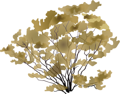 Ian Symbol Larrea Tridentata - Bush Drawing Png (400x312), Png Download