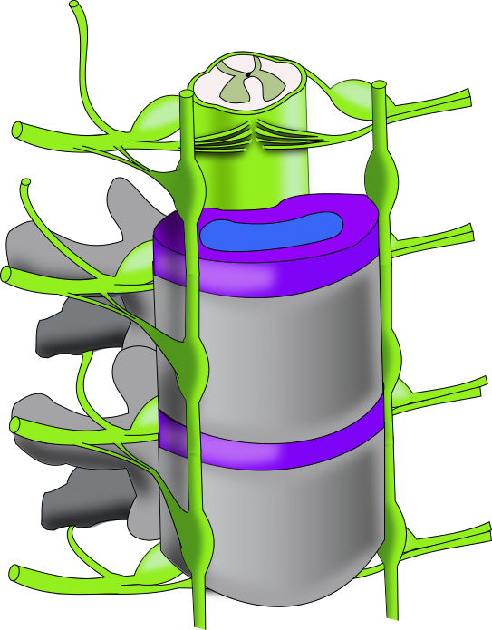 Ch13 Vertebral Column - Vertebral Column (543x695), Png Download