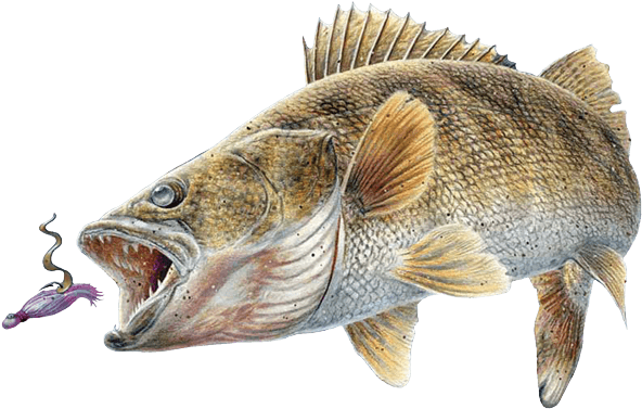 Walleye Perch - Walleye Fish (600x431), Png Download