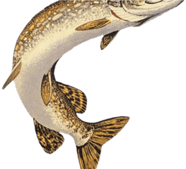Png Black And White Download Northern Pike Muskellunge - Pike Drawings (800x640), Png Download