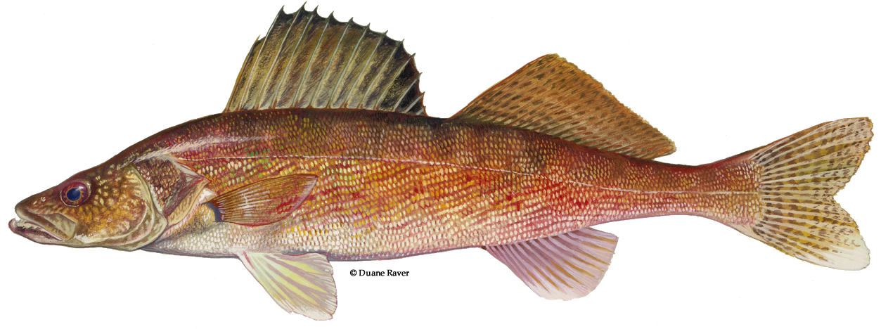 Fish Fabric - Walleye On White - White Custom Fabric (1256x475), Png Download