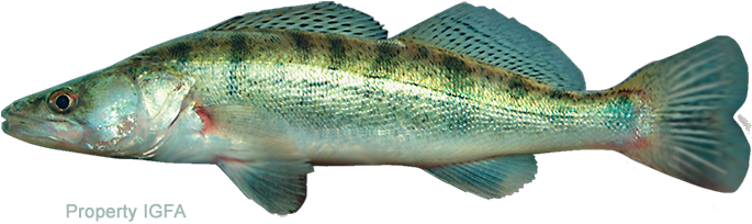 Zander - Zander Fish Transparent (720x286), Png Download