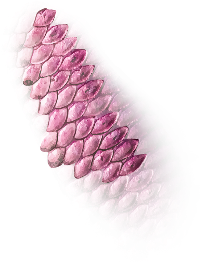 Must Follow N Share - Lavender (1600x900), Png Download