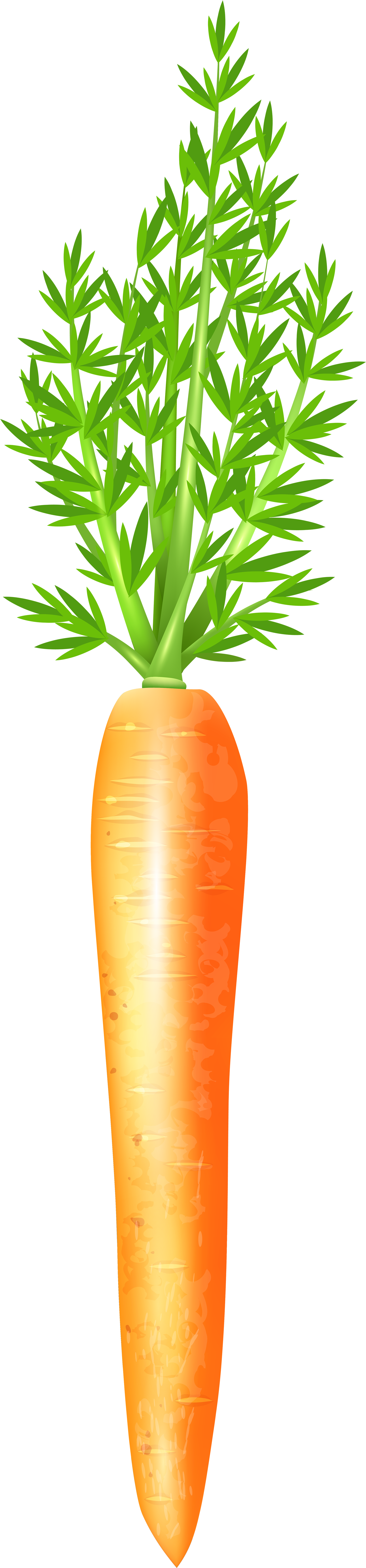 Carrot Clipart Frame - Carrot (1966x8000), Png Download