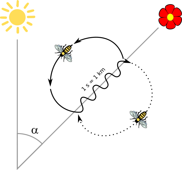 Karl Von Frisch Discovered That Honey Bee Workers Can - Танец Пчел (597x558), Png Download