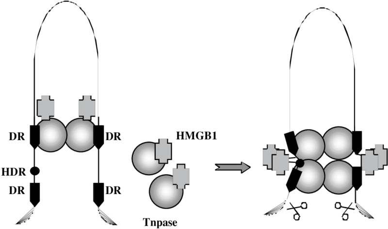 A Proposed Model For The Role Of Hmgb1 In Sleeping - Diagram (850x518), Png Download