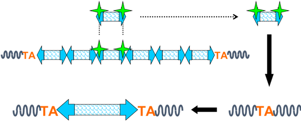 The Transposon Contains A Minimal Internal Promoter - Diagram (600x253), Png Download