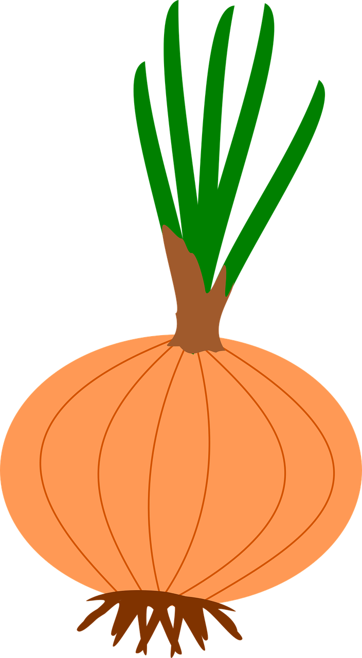 Picture Library Cliparts Shop Of Library Buy Clip Art - หอม หัว ใหญ่ Png (396x720), Png Download