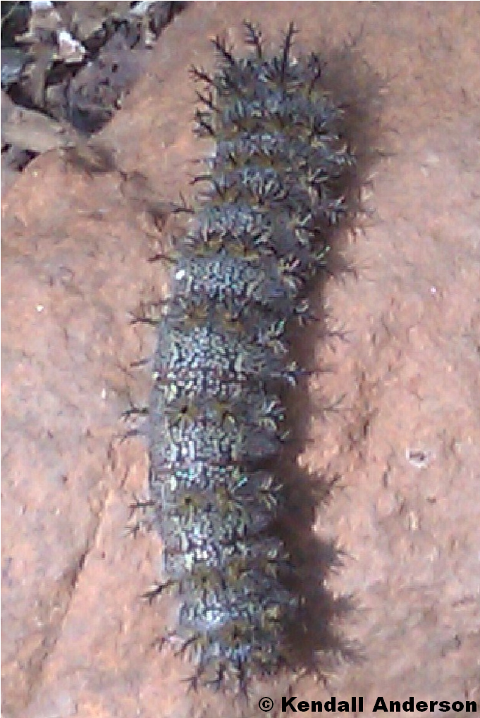 Family - Saturniidae - Caterpillar (852x1027), Png Download