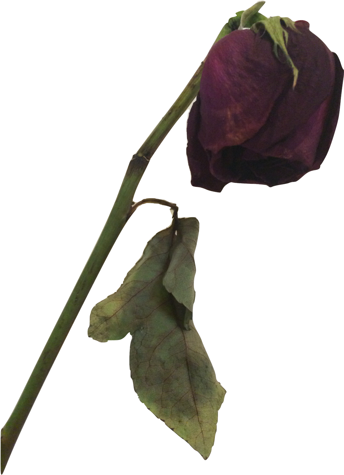 Dead Rose Png - Dead Flower Transparent Background (1024x1365), Png Download