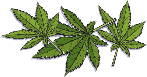 Hemp Vs - Marijuana - Hemp Leaves - Hemp (523x299), Png Download