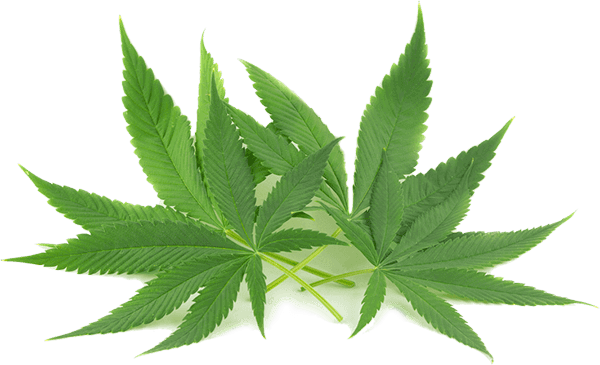 Ireland's Best Hemp Store - Bluebird Botanicals Advertising (600x365), Png Download