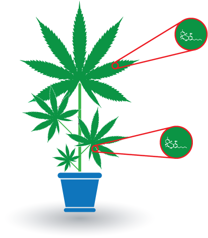 Cannabis Background (500x500), Png Download