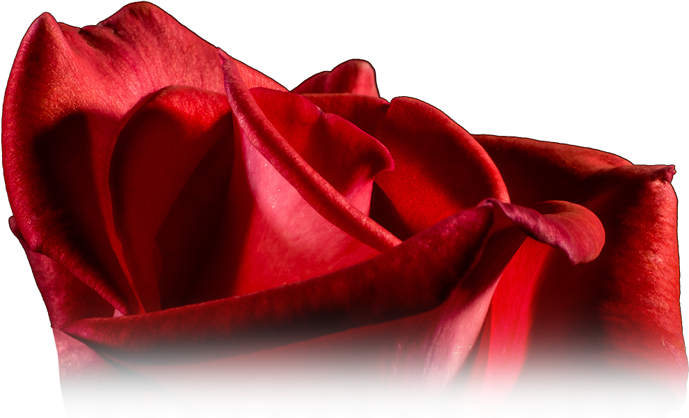 Healthy Red Rose - Garden Roses (1026x606), Png Download