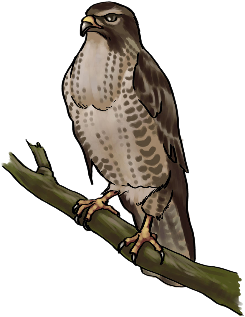 Cooper's Hawk Clipart Transparent - Falcon Png Public Domain (894x1160), Png Download