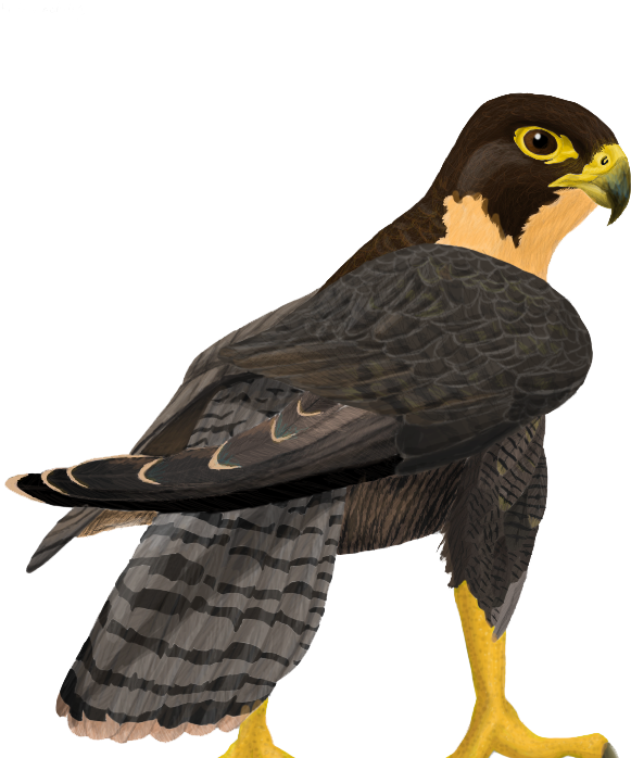 Falcon - Real Falcon Png (700x700), Png Download
