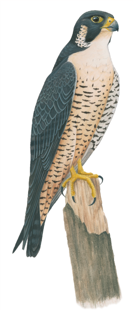 Peregrine Falcon - Falcon (1024x1024), Png Download