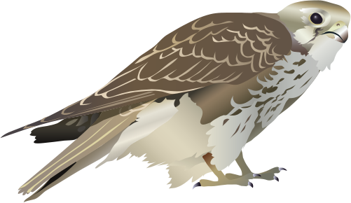 Prairie Falcon Clipart Transparent - Svg Falcon (501x290), Png Download
