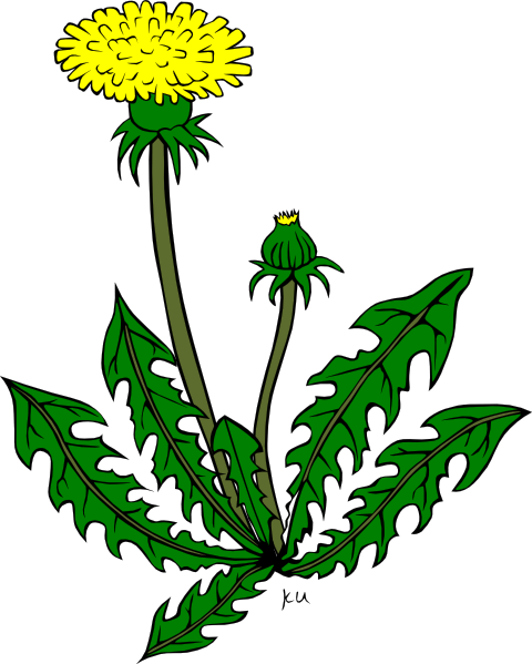 Garden Weed Clipart - Yellow Dandelion Clip Art (480x599), Png Download