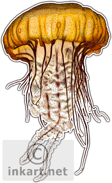 Pacific Sea Nettle Jellyfish - Jellyfish Of The World Throw Blanket (362x590), Png Download