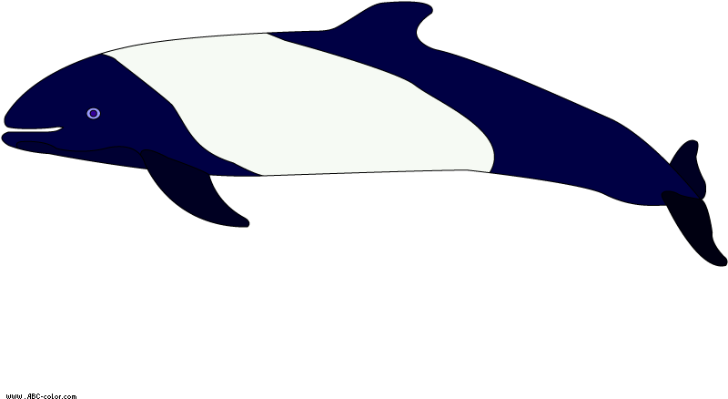 Commerson's Dolphin Raster Picture - Killer Whale (822x567), Png Download