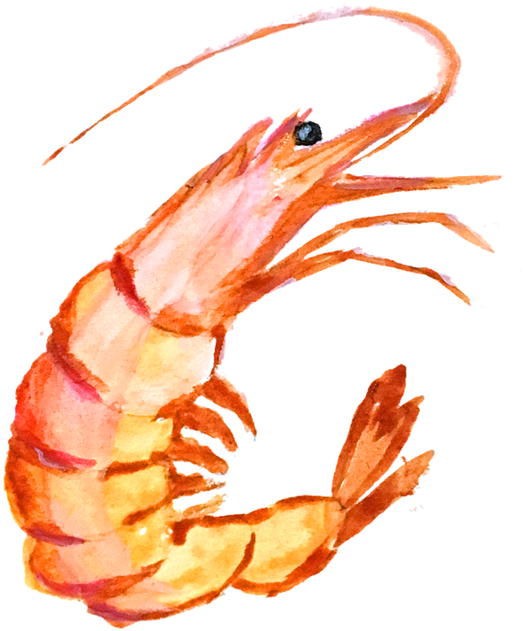 Image Cute Shrimp Cliparts Shop Of Library - กุ้ง Png (689x720), Png Download