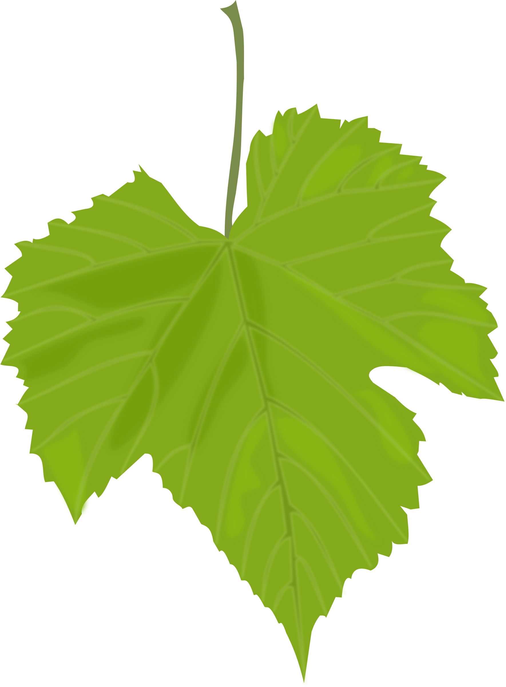Green Leaves Png Images Free Download Pictures - Grape Leaf Clip Art (1767x2400), Png Download