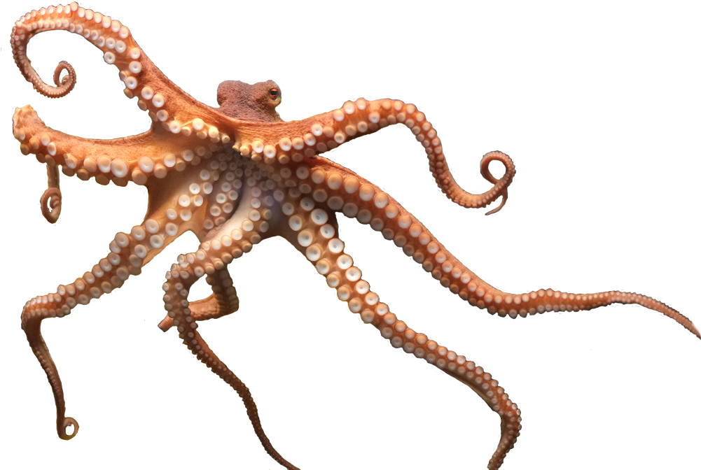 Share This Article - Octopus Png (1200x675), Png Download