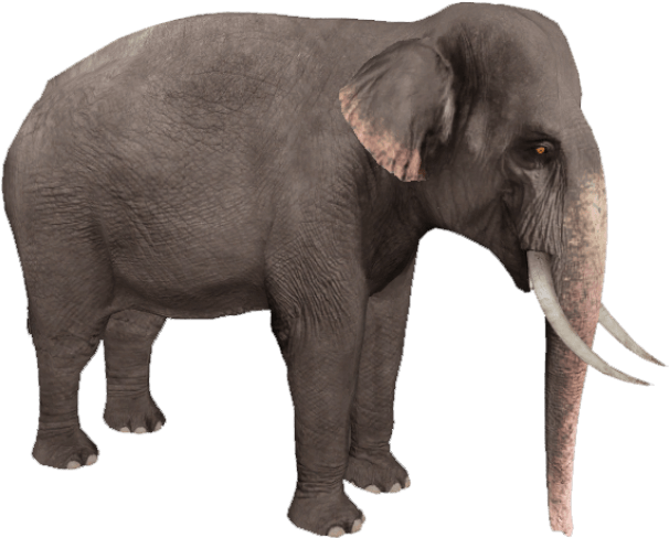 Free Png Elephant Png Images Transparent - Zoo Tycoon Asian Elephant (850x690), Png Download