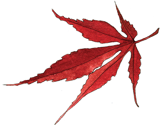 Japanese Maple Leaf - Portable Network Graphics (560x442), Png Download
