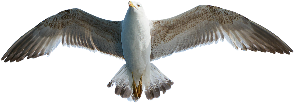 Γλάρος, Πουλί, Ζώο, Moewe Png Icons, Copyright Free - Seagull Png (1233x480), Png Download