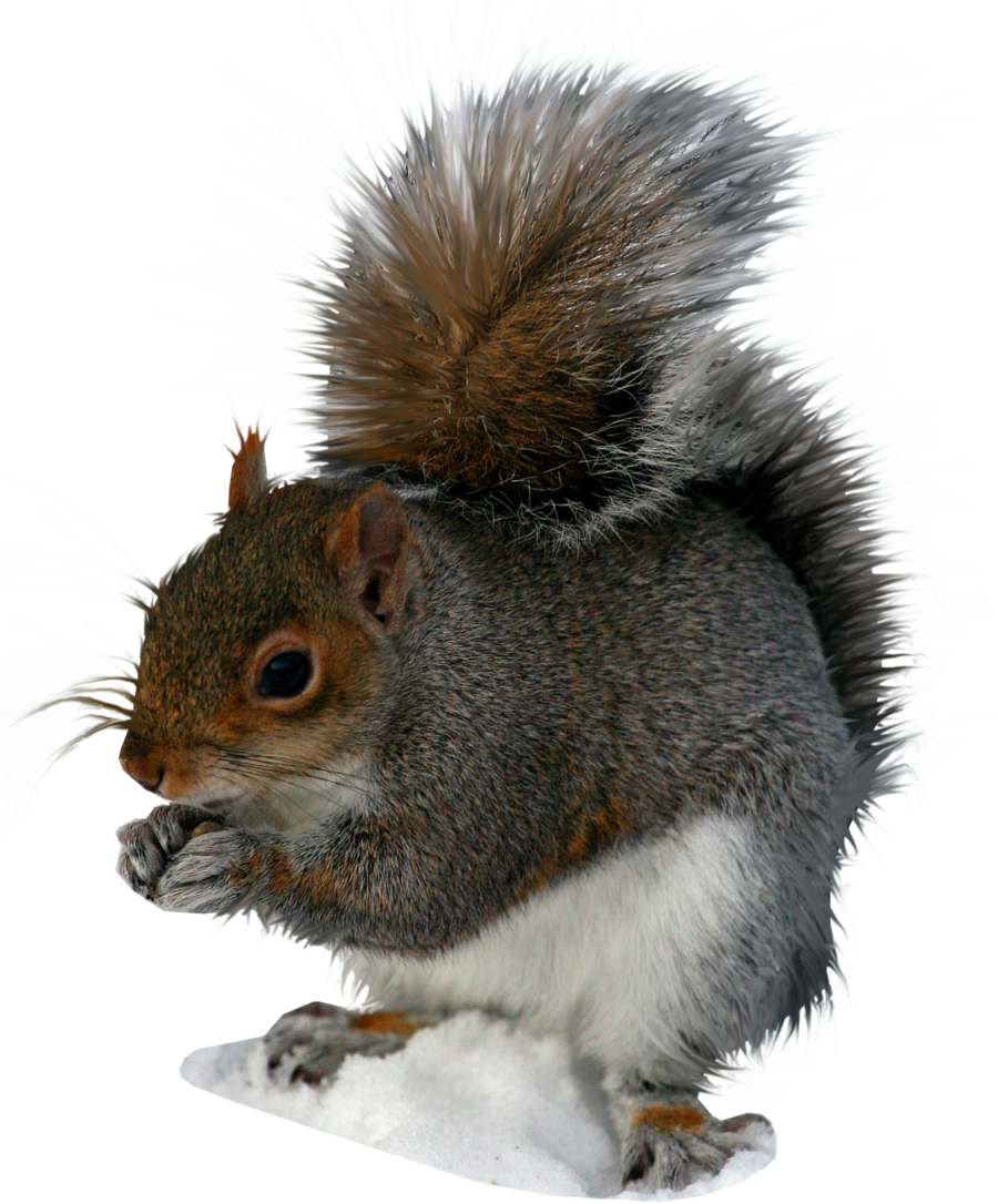 Squirrel Png Image - Squirrel Pngs (900x1086), Png Download