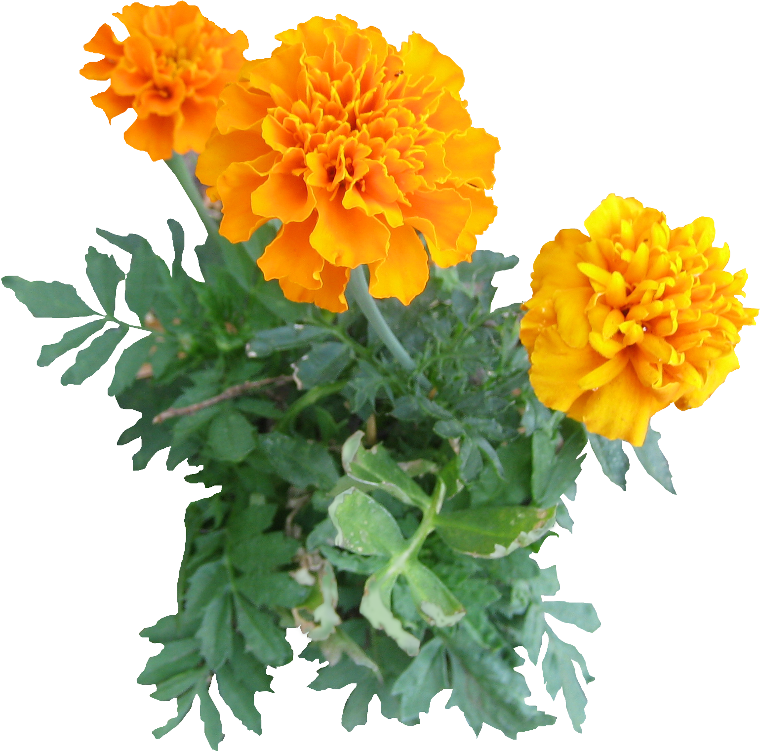 10 Free Plants & Flowers Png Images- At Dzzyn - Transparent Marigold Flower Png (1538x1538), Png Download