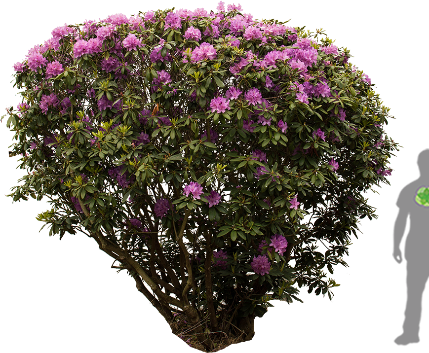Dsc 0565 - Rhododendron Png (900x1200), Png Download