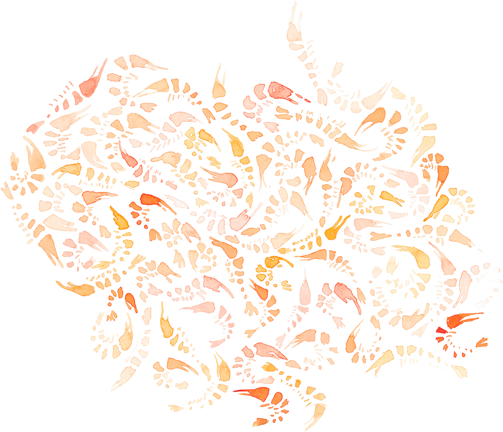 "shrimp\ - Illustration (1200x909), Png Download