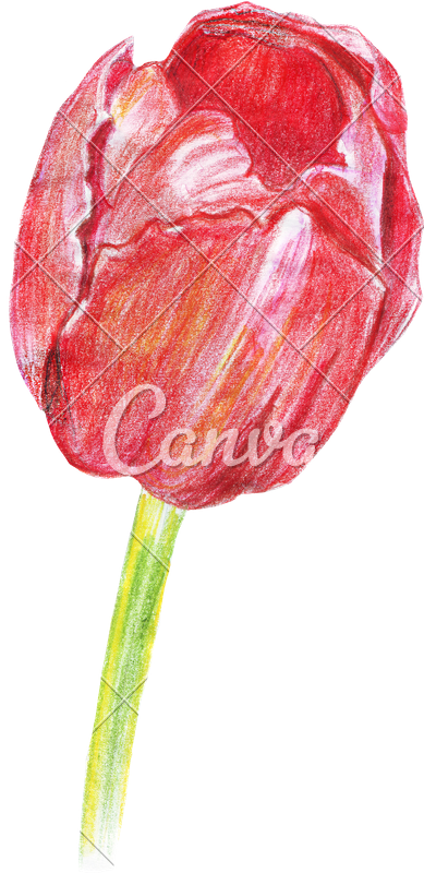 Hand Drawing Of Colored Pencils Watercolor Tulip - Drawing (389x800), Png Download