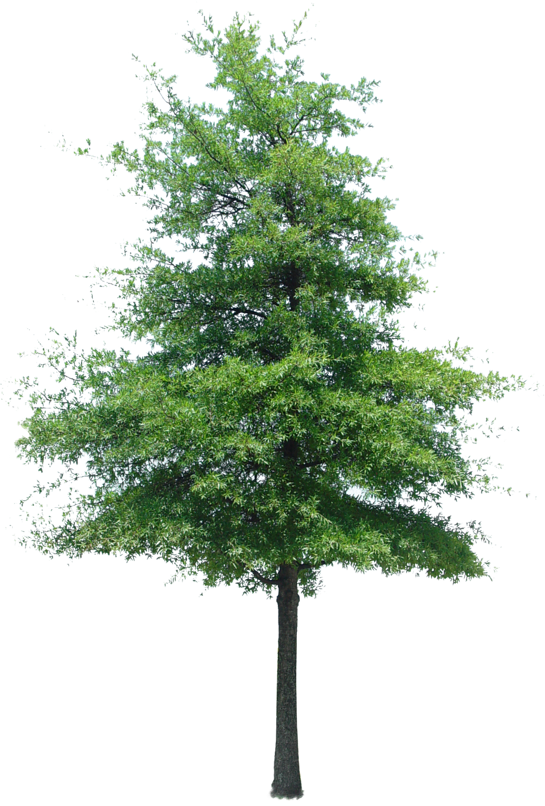 Arbre Png Tree Photoshop Photoshop Images Landscape Tree Clip Art ...